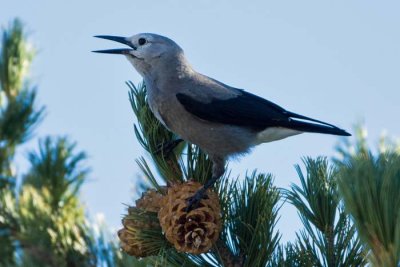 Clark's Nutcracker 2