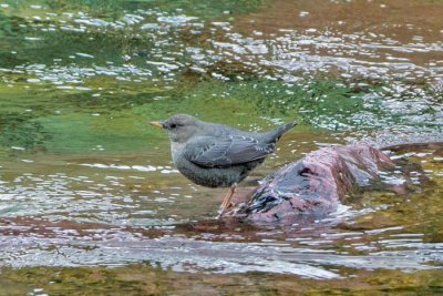 American Dipper