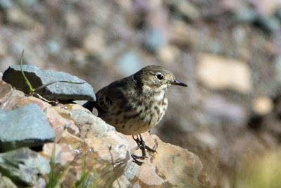 American Pipit 2
