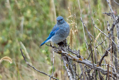 Mountain Bluebird 2