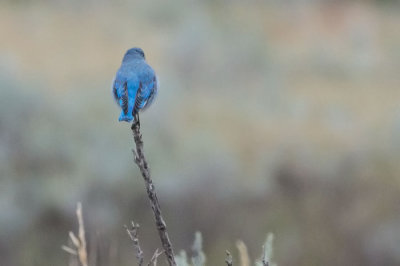 Mountain Bluebird 1