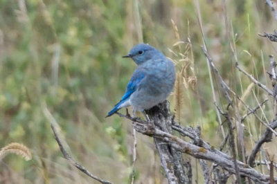 Mountain Bluebird 3