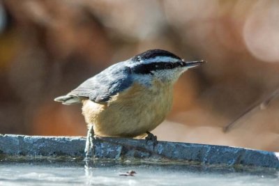Red-breasted Nuthatch 3