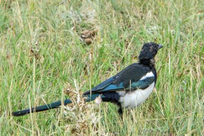 Black-billed Magpie 1