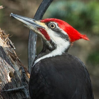 Pileated Woodpecker 5
