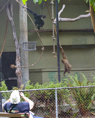 Gibbons Show Off for Visitors