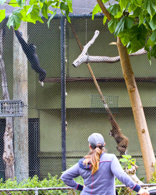 Gibbons Show Off for Visitors