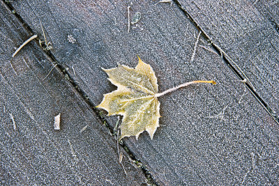 Frosty Leaf..
