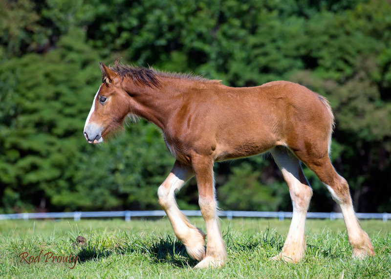 Budweiser Clydesdales