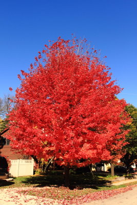 Red fall tree