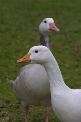 Ducks in Audubon Park