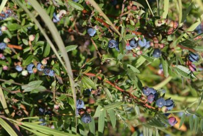 Bleuets du Saguenay