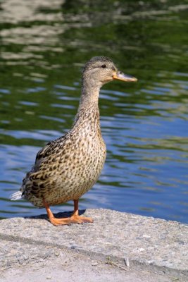 Donald