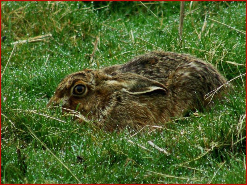 Hare.