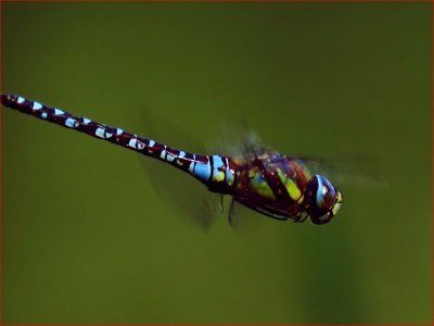 Dragonfly, in flight.