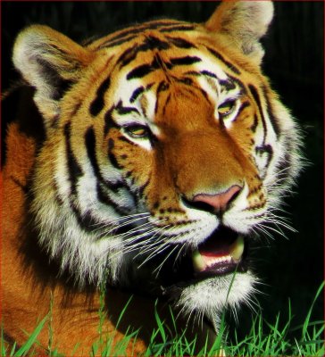 Amur Tiger.