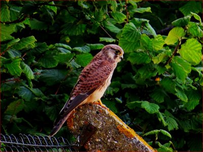 Kestrel.