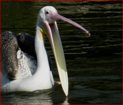 Pelican.