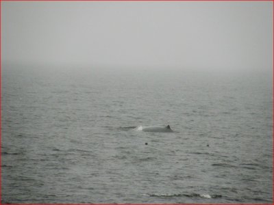 13 Humpback Whale photographed on day trip few miles outside of Qubeck.