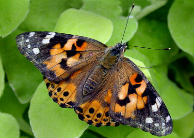 Butterflies 2015
