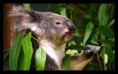 Koala_1920.jpg