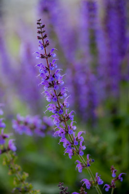 20130526_Country Garden_0030.jpg