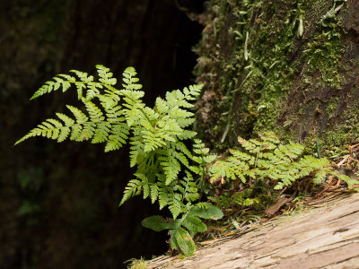 20150622_Olympic NP_0052.jpg