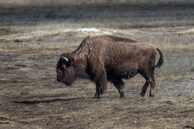 20160419_Yellowstone_0031.jpg