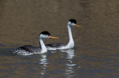 20160417_Bear River_1396.jpg