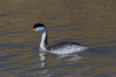 20160417_Bear River_1419.jpg