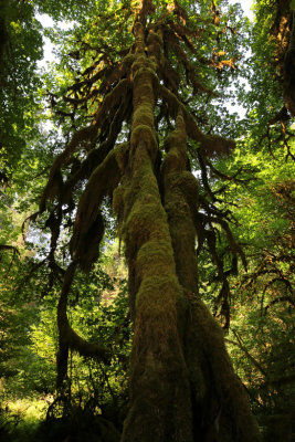 Olympic National Park