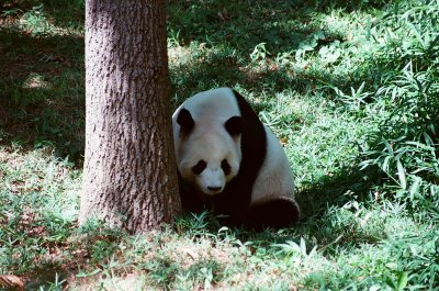 Male Panda Bear