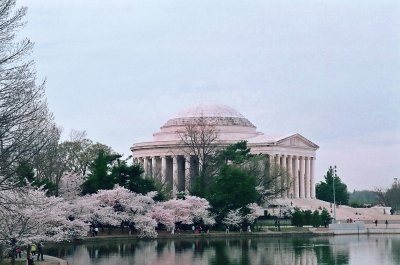 Jefferson Memorial Cherry Blossoms