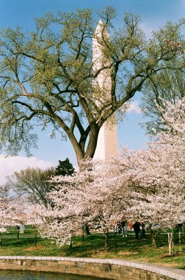 Cherry Blossoms, 2014