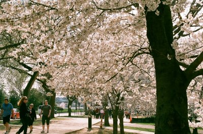 Cherry Blossoms, 2014