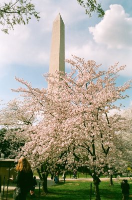 Cherry Blossoms, 2014