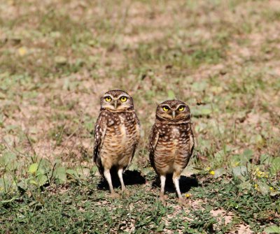 burrowing owls_embiara.jpg