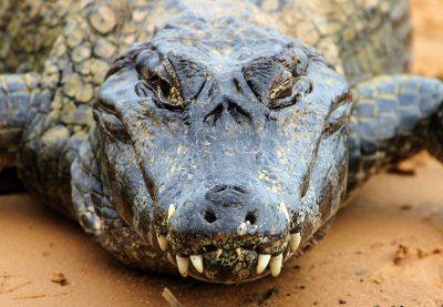 Rio Mutum - Northern Pantanal