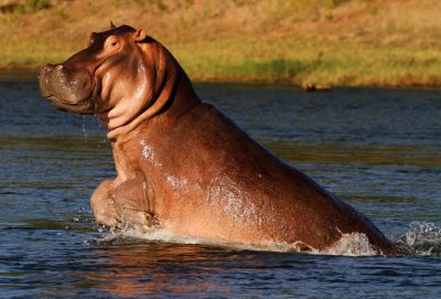Mana Pools Hippo