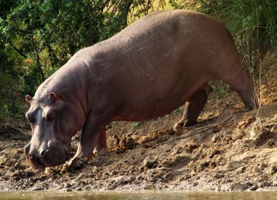 Kafue Hippo