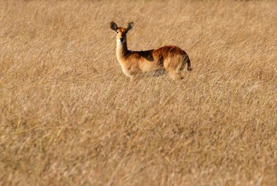 Busanga Antelope