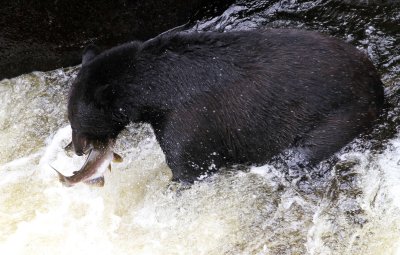 Anan Creek Bears