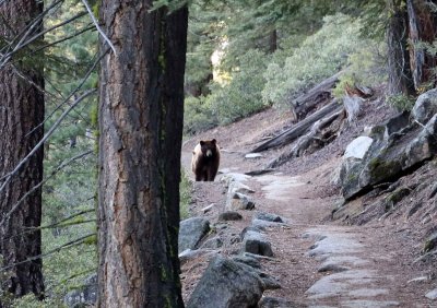 Yosemite Wildlife