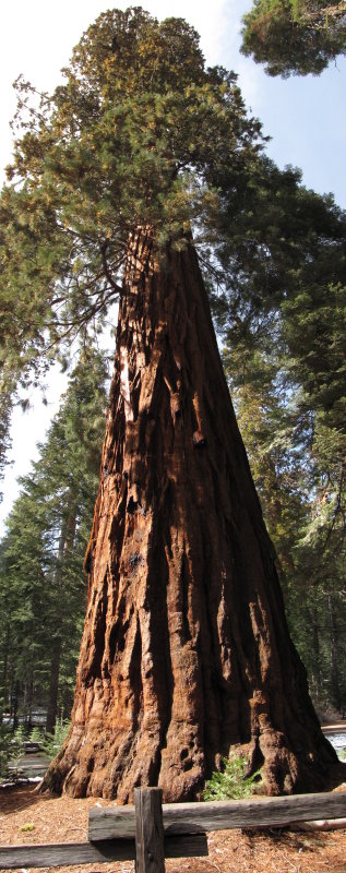 Giant Sequoia.jpg