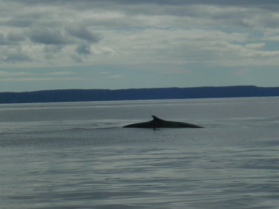 Finback whales - mom & baby