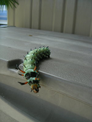 Hickory horned devil--Citheronia regalis