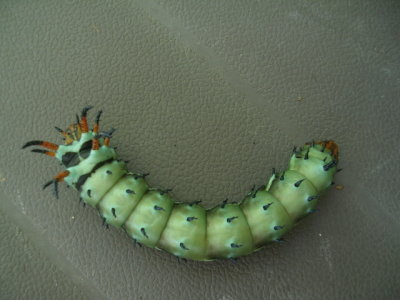 just about to pupate into a Regal Moth