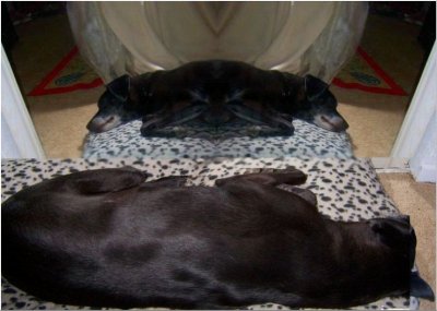 New Year's Day Dog Dream 2