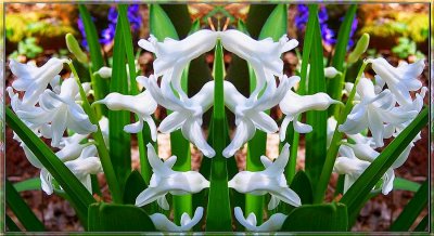 Hyacinth Posse