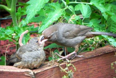 Mama Feeding Baby Bird